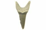 Fossil Shortfin Mako Tooth - Lee Creek (Aurora), NC #294738-1